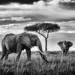 elephants peter