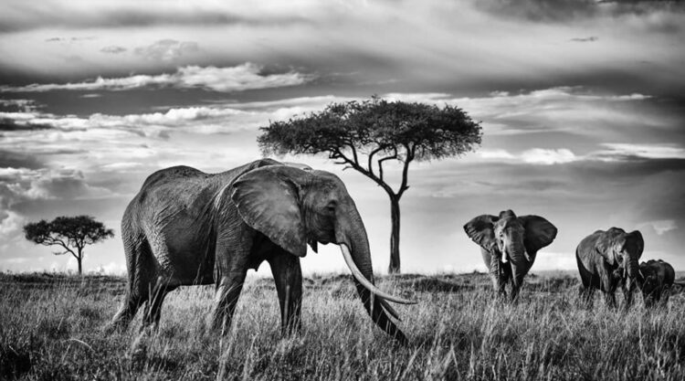 Peter Delaney Elephant Photos