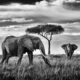 Peter Delaney Elephant Photos