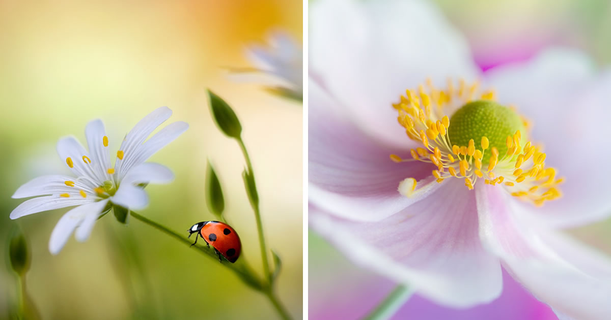 Award-Winning Photographer Mandy Disher Captures Fantastic Flower Photos With Precise Details