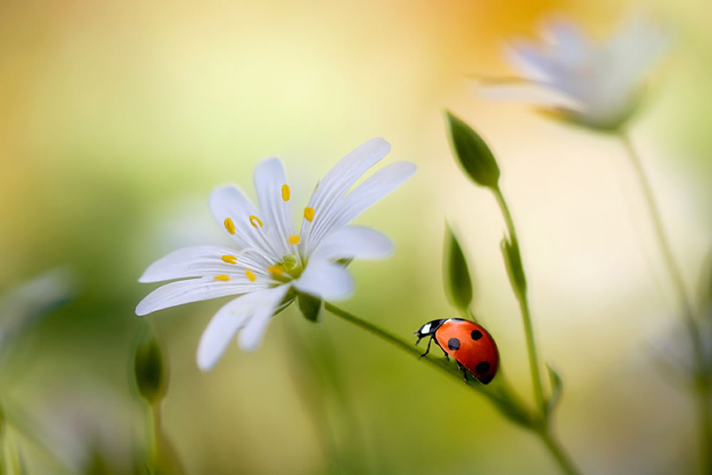 Flower Photography by Mandy Disher
