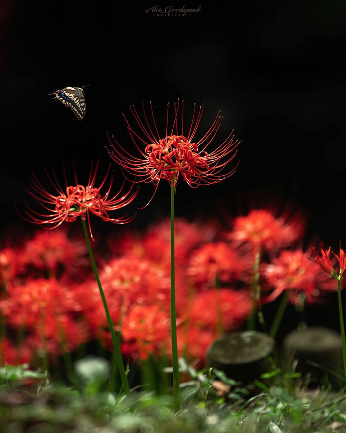 Macro Photography Of Insects And Flowers by Aki