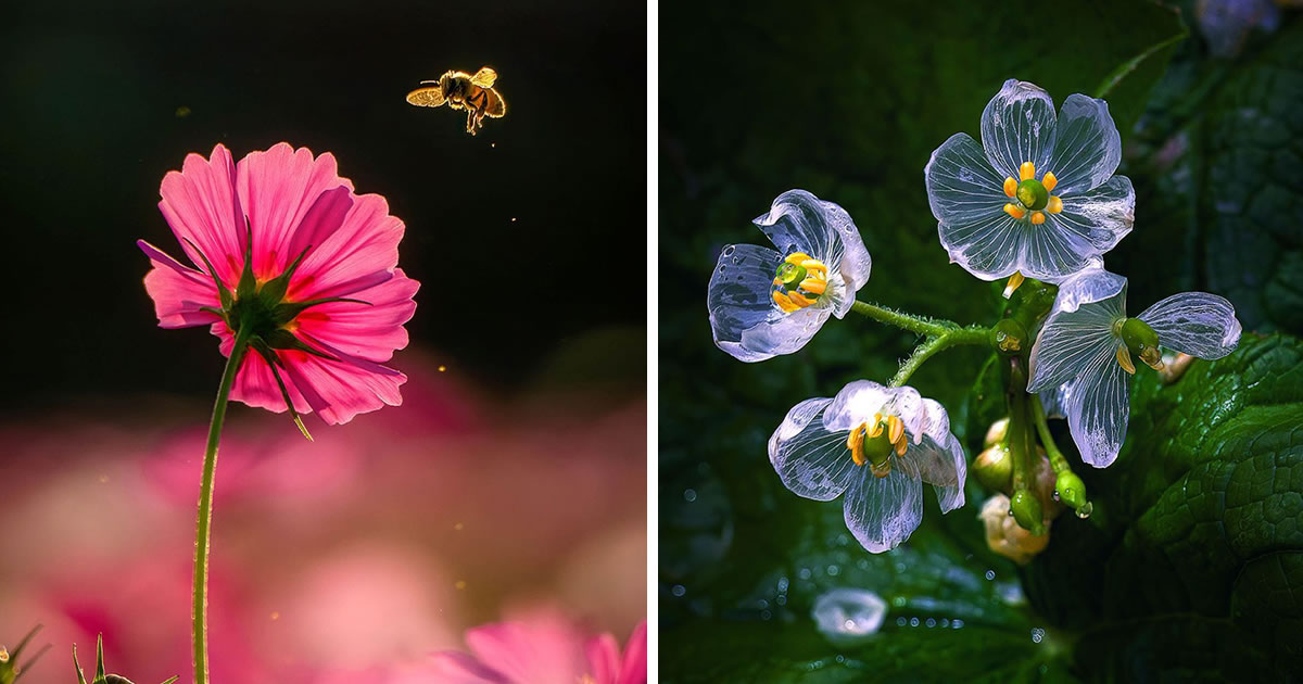 This Japanese Photographer Captures Mesmerizing Macro Photos Of Insects And Flowers