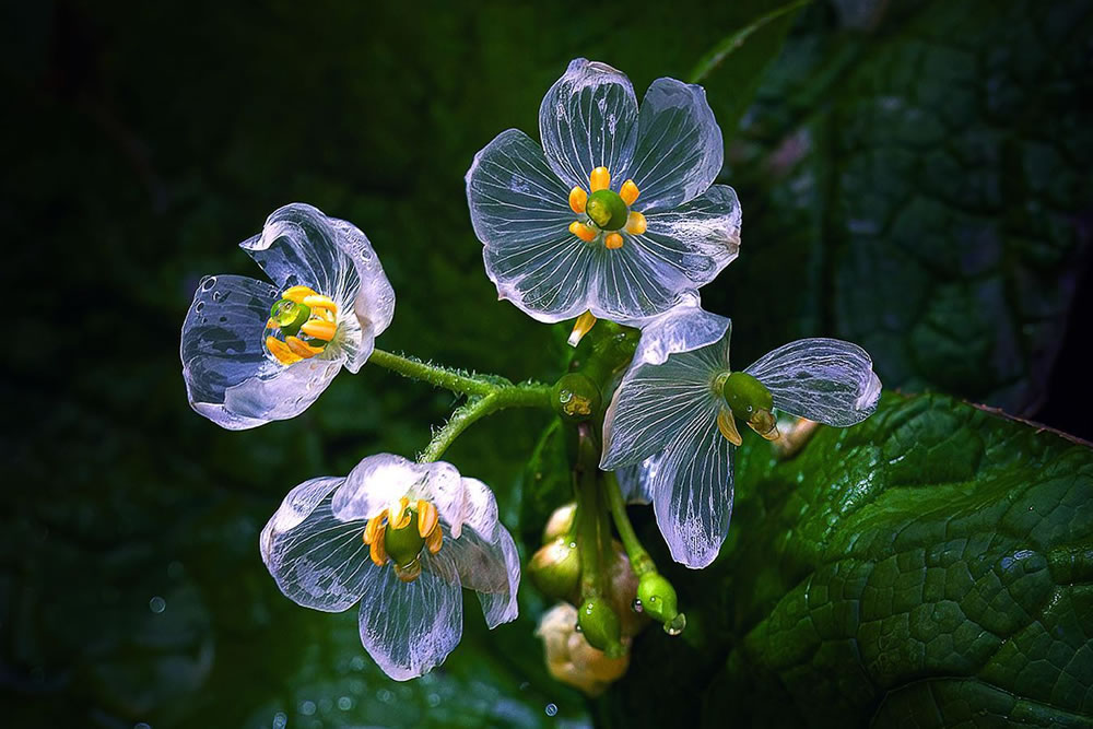 This Japanese Photographer Captures Mesmerizing Macro Photos Of Insects And Flowers