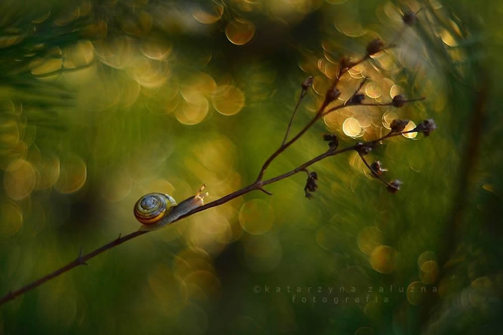 Immersed In The Splendors Of Polish Nature By Katarzyna Załużna