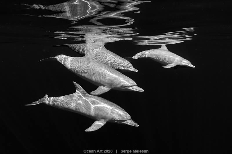 Ocean Art Photography Contest Winners