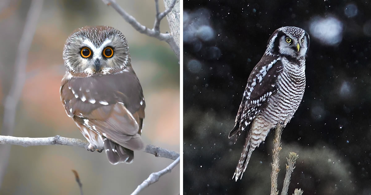 Award-Winning Bird Photographer Jennil Modar Captures Mesmerizing Owls That Will Amaze You