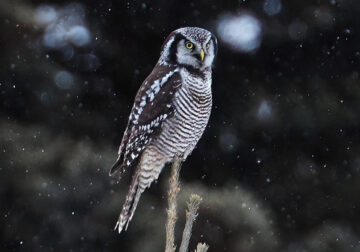 Owls Bird Photography by Jennil Modar