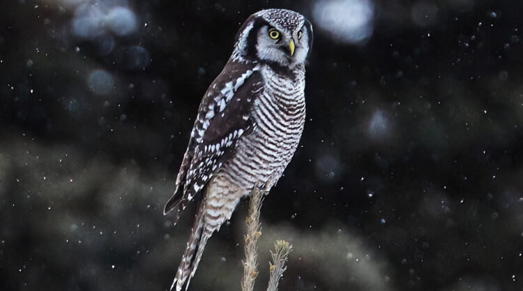 Owls Bird Photography by Jennil Modar