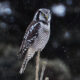 Owls Bird Photography by Jennil Modar