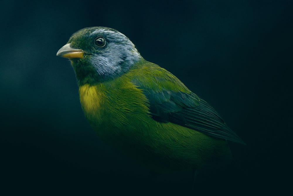 Beautiful Bird Photography By Juan Gabriel Ortiz