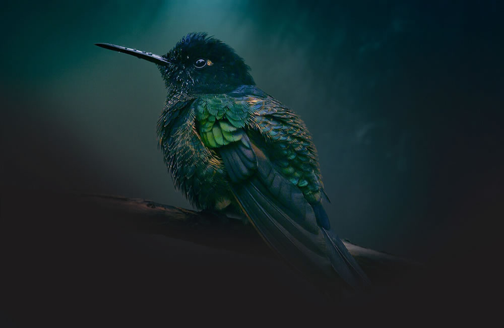 Beautiful Bird Photography By Juan Gabriel Ortiz
