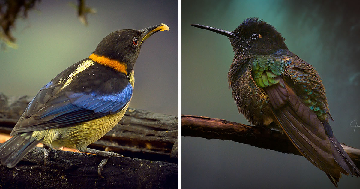 Juan Gabriel Ortiz’s Marvelous Bird Photography Series, ‘Plumas’