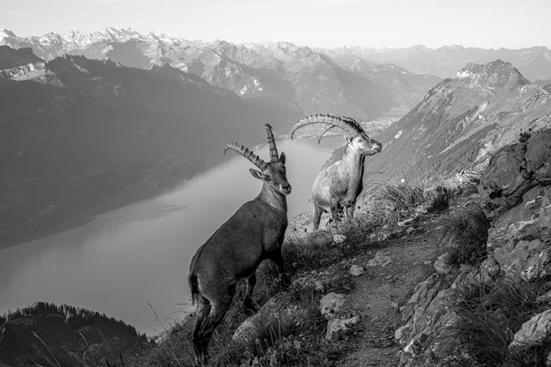 reFocus Wildlife Black & White Photography Awards