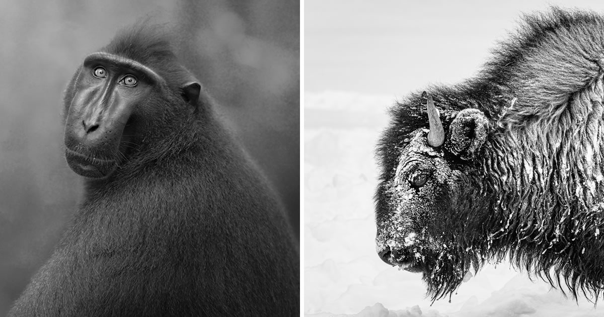 20 Outstanding Wildlife-Winning Photos From The reFocus Black & White Photography Awards