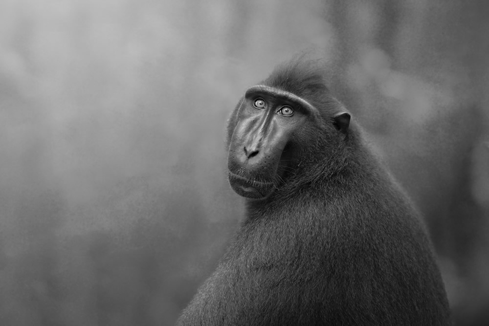 reFocus Wildlife Black and White Photography Awards