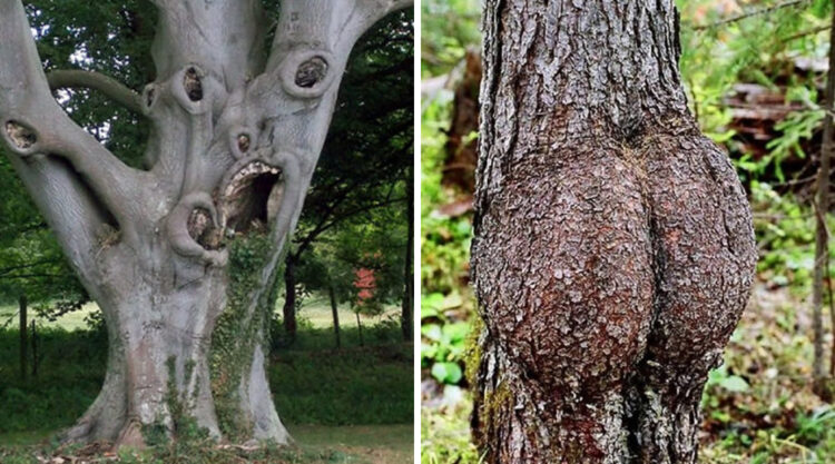 Tree Photos With Surprising Resemblances
