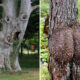 Tree Photos With Surprising Resemblances