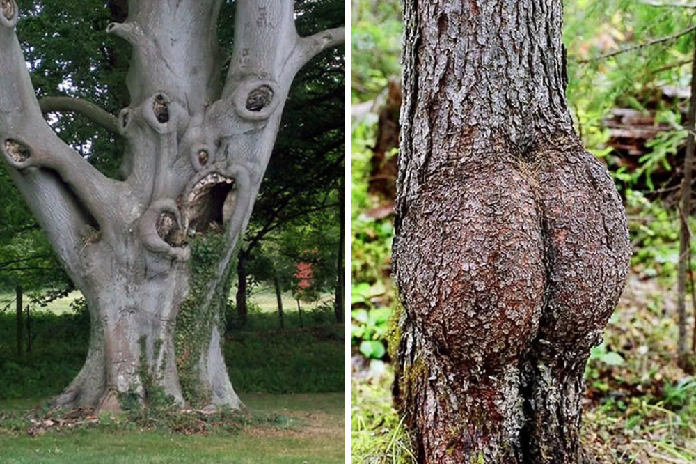Tree Photos With Surprising Resemblances