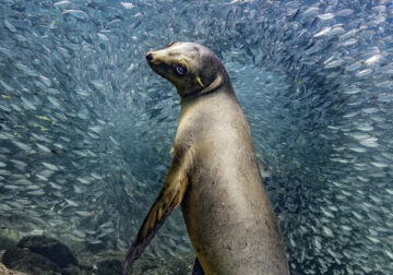 The Nature Photography Contest Winners