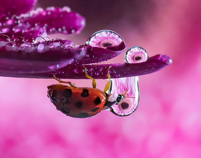 Water Droplet Photos By Don Komarechka