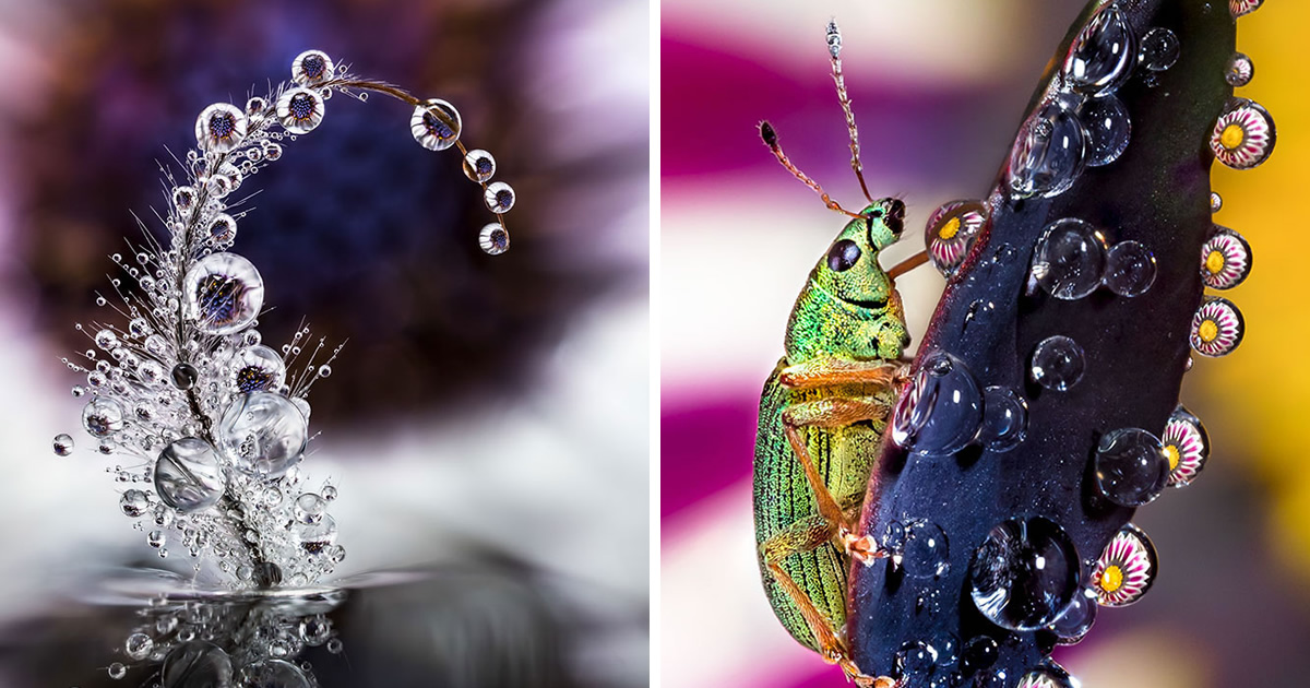 Macro Photographer Don Komarechka Captures Magnificent Water Droplet Photos In A Unique Way