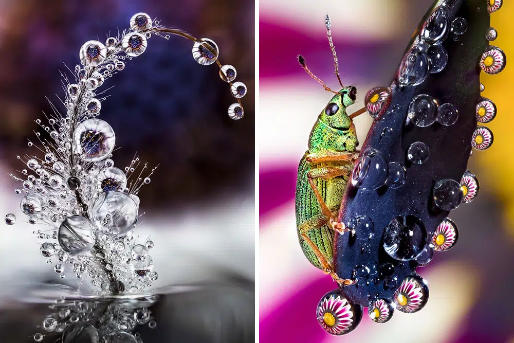 Water Droplet Photos By Don Komarechka