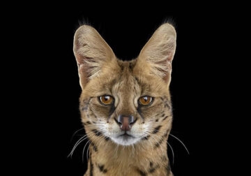 Breathtaking Studio Portraits Of Animals