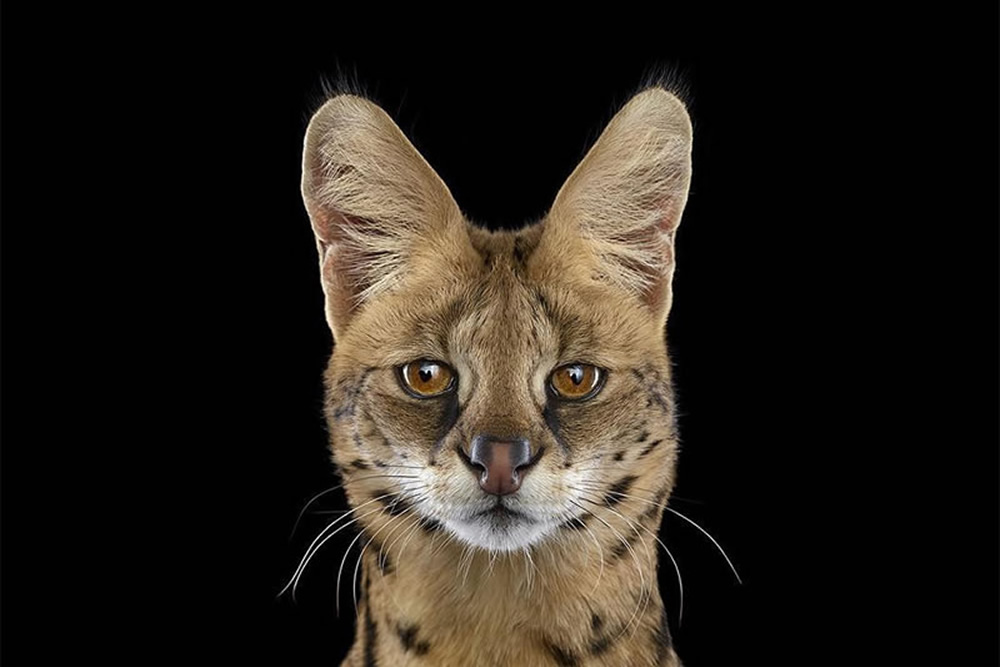 Photographer Brad Wilson Captures Breathtaking Studio Portraits Of Animals