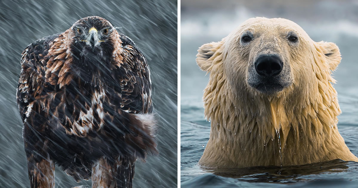 Young Photographer Konsta Punkka’s Brave Journey To Capture Arctic Wildlife