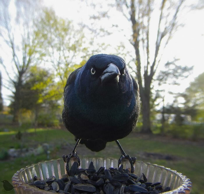 Bird Photography In Backyard By Ostdrossel
