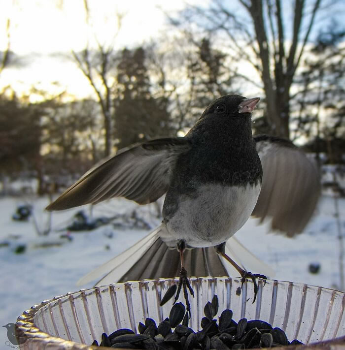 Bird Photography In Backyard By Ostdrossel