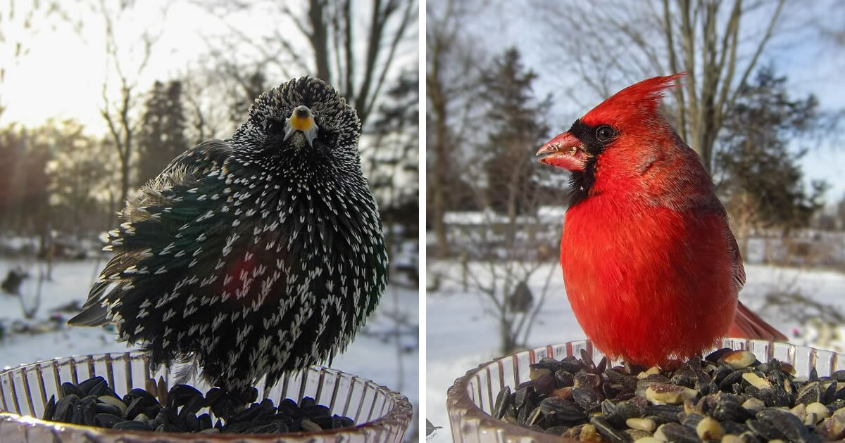 This Photographer Set Up A Photo Booth In Her Backyard To Capture Beautiful Birdy Moments