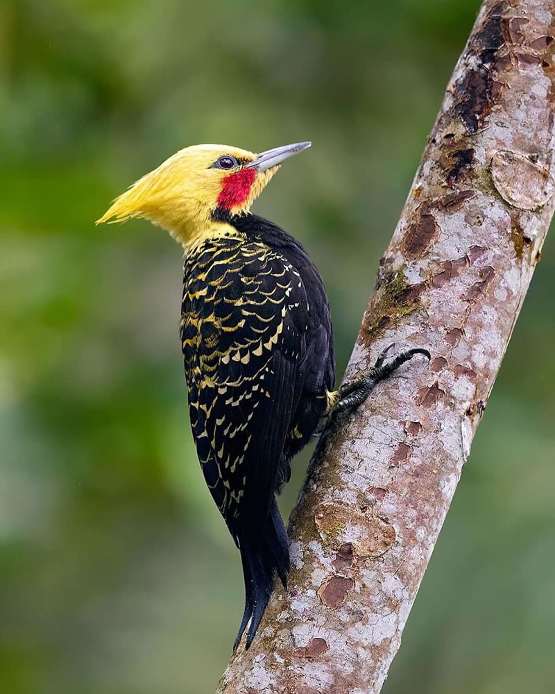 Bird Photos Of Brazilian Atlantic Forests By Supreet Sahoo