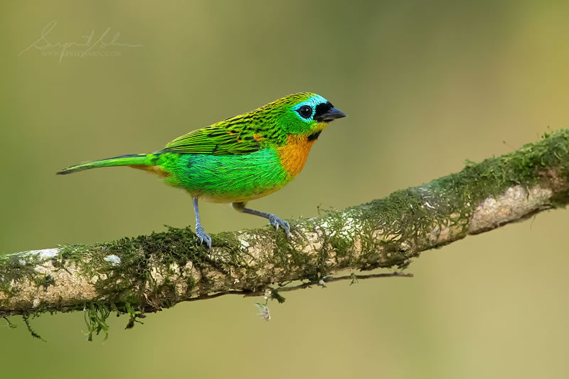 Bird Photos Of Brazilian Atlantic Forests By Supreet Sahoo