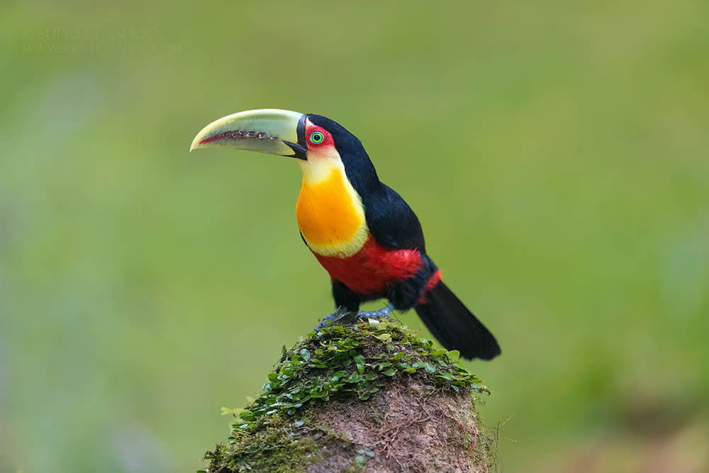 Bird Photography by Supreet Sahoo