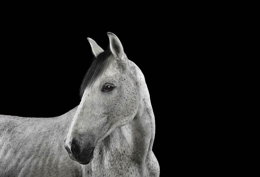 Close Up Portraits Of Animals By Brad Wilson