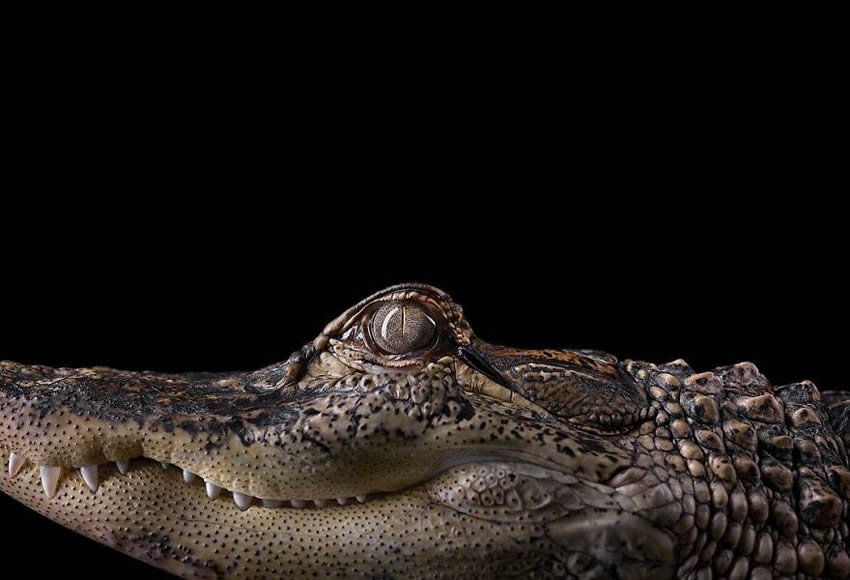 Close Up Portraits Of Animals By Brad Wilson