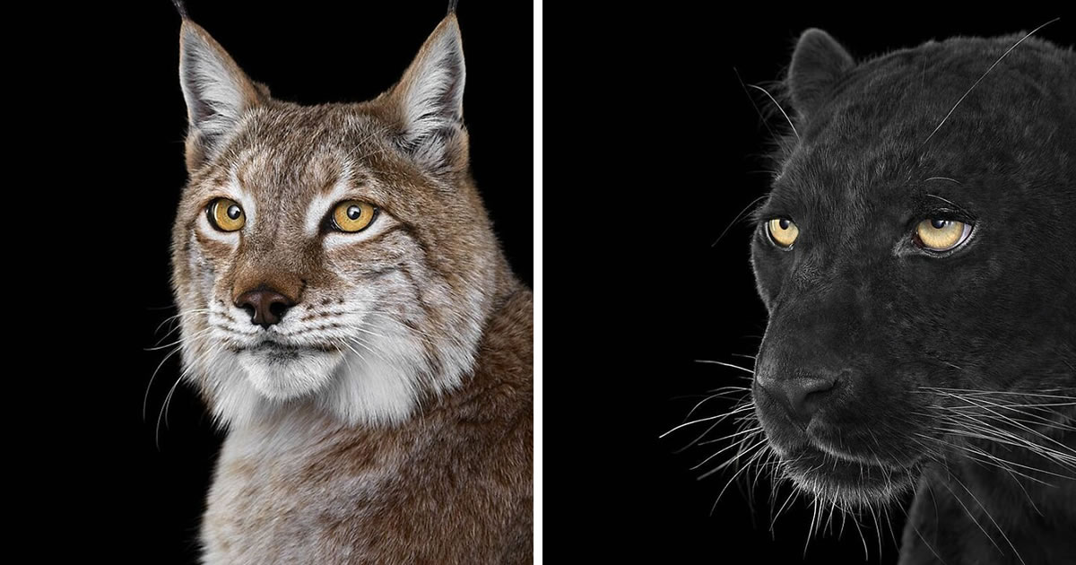 Award-Winning Photographer Brad Wilson Captures Unbelievable Close-Up Portraits Of Animals
