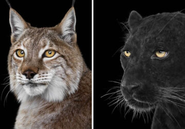 Close Up Portraits Of Animals By Brad Wilson