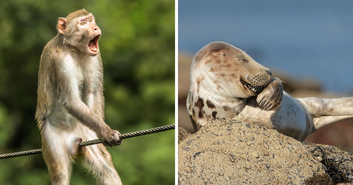 Comedy Wildlife Photo Awards 2024 Lok Carri Cristin