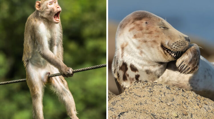 Best Photos From Comedy Wildlife Photography Awards