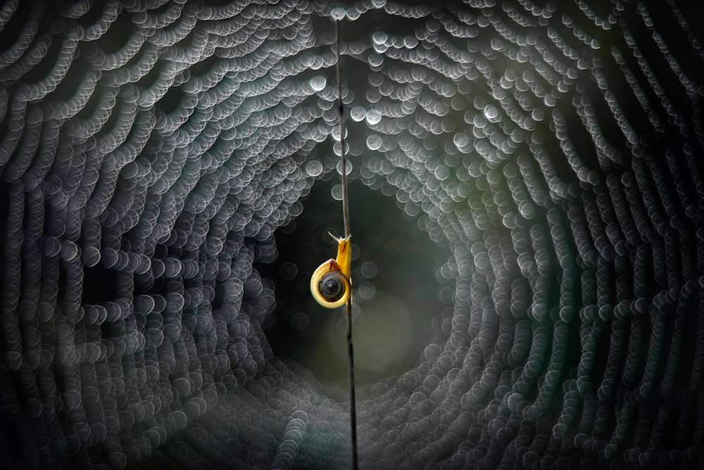 30 Fantastic Winning Photos From The International Garden Photographer Of The Year