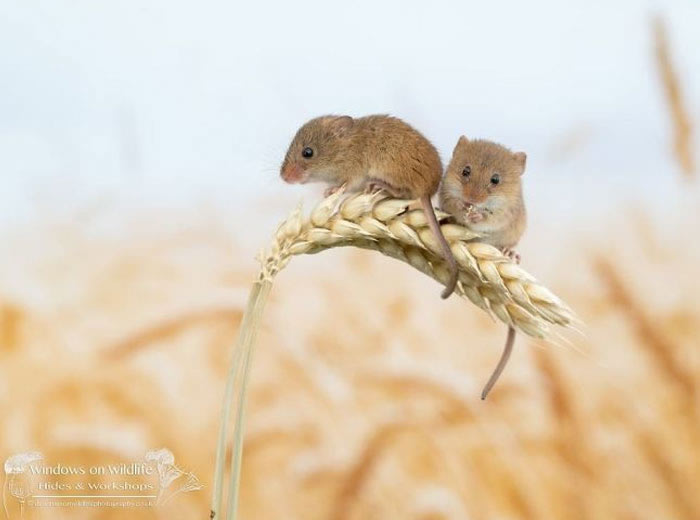 Harvest Mice Miniature Photos By Dean Mason