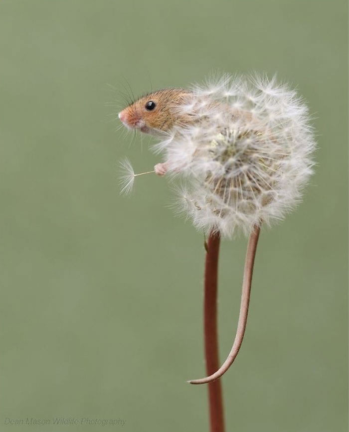 Harvest Mice Miniature Photos By Dean Mason