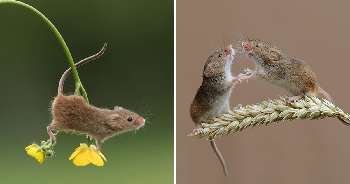 Harvest Mice In Their Miniature World By Dean Mason