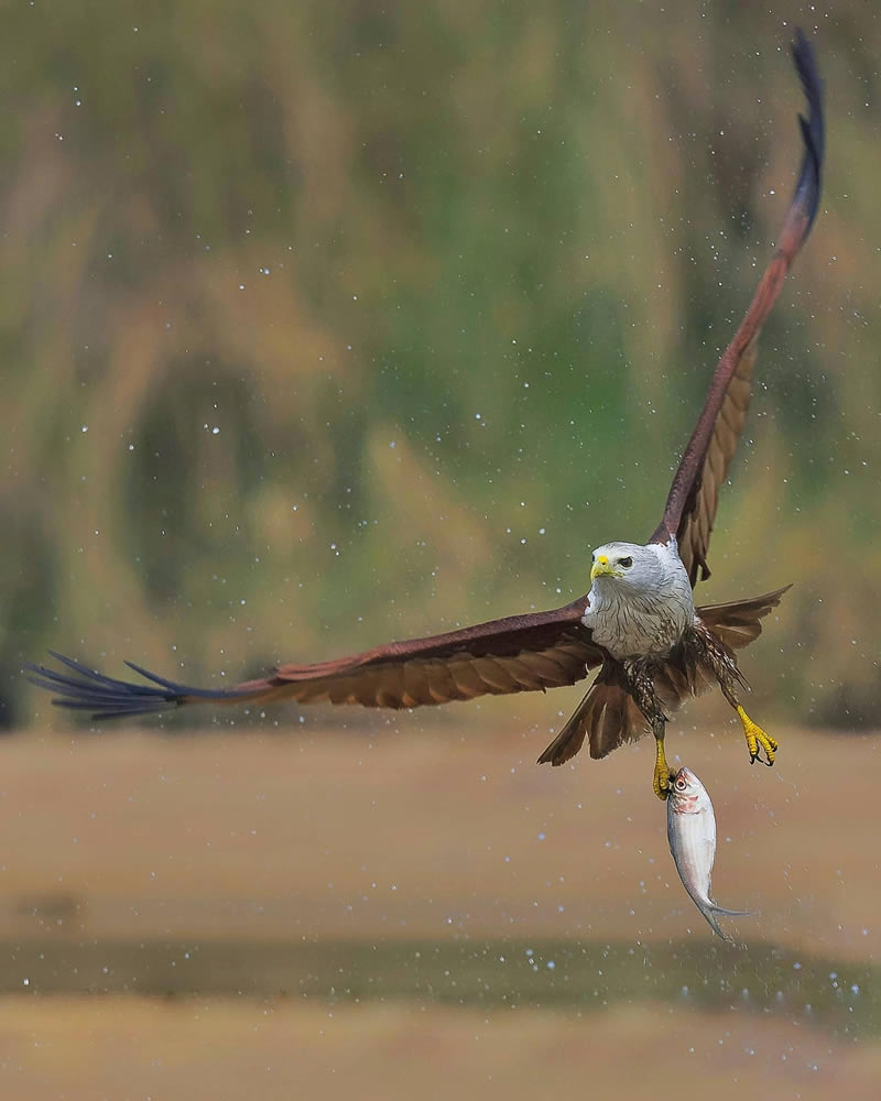 Beautiful Indian Bird Photography By Jayeeta Chowdhury
