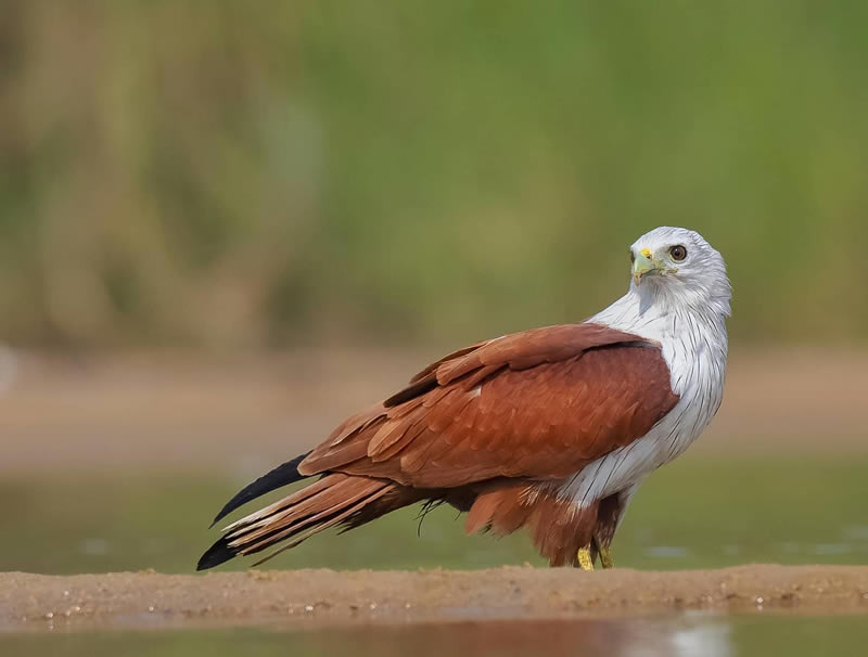 Beautiful Indian Bird Photography By Jayeeta Chowdhury