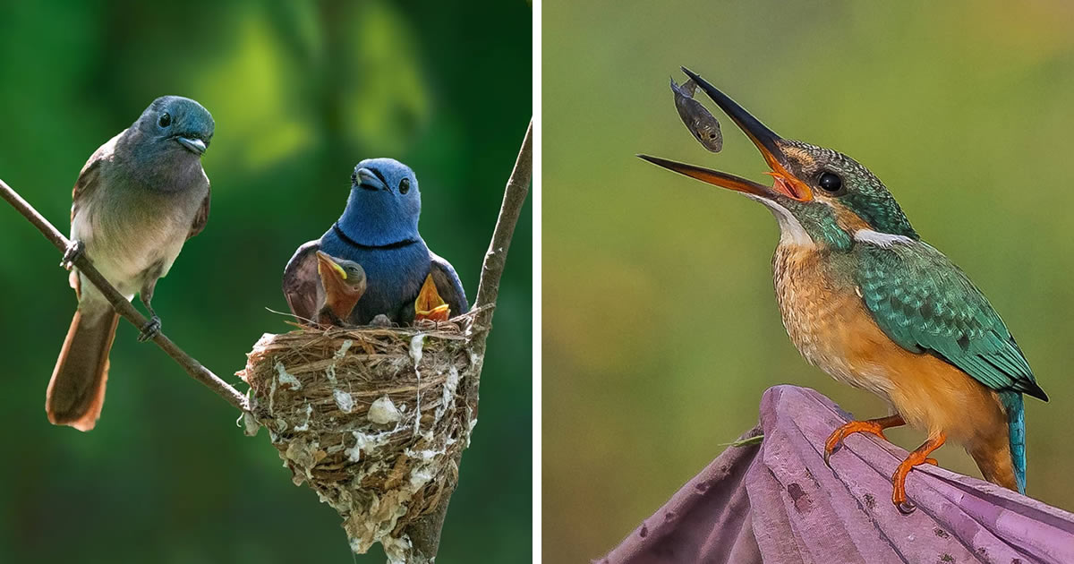 Wildlife Photographer Jayeeta Chowdhury Captures Beautiful Bird Photos In Indian Forests