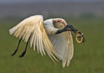 Beautiful Indian Bird Photography By Jayeeta Chowdhury